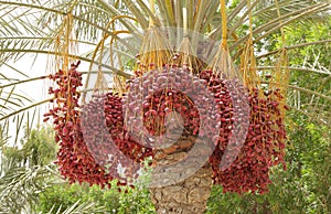Closeup of red Kimri dates