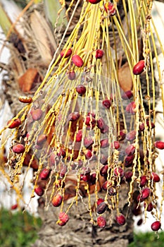 Closeup of red kimri dates
