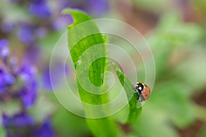 Closeup of red ladybug on top of green leaf with a soft blurred background