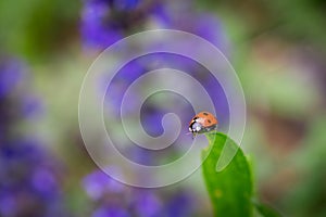 Closeup of red ladybug on top of green leaf with a soft blurred background