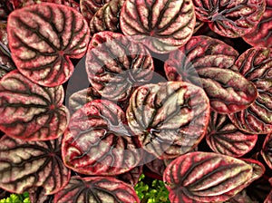 Closeup red leaf of Peperomia caperata plants , flowering leaves background ,macro image
