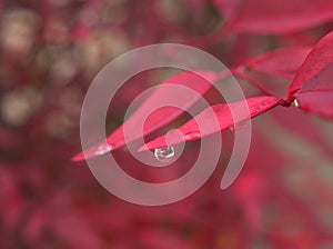 Closeup red leaf with water drops in garden