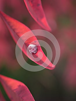 Closeup red leaf with water drops in garden