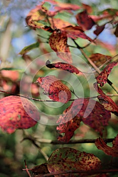 Closeup of red leaves with grunge texture on blurred green plant