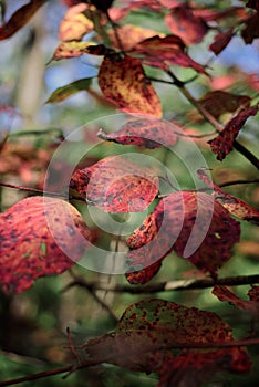 Closeup of red leaves with grunge texture on blurred green plant