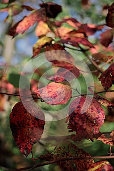 Closeup of red leaves with grunge texture on blurred green plant