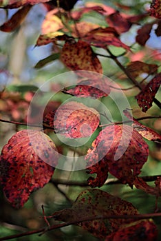 Closeup of red leaves with grunge texture on blurred green plant