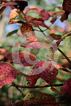 Closeup of red leaves with grunge texture on blurred green plant