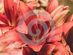 Closeup of red lily flower, spring season