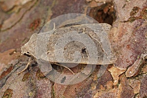 Closeup on a red-line Quaker owlet moth, Agrochola lota sitting on wood