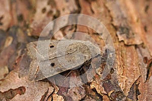 Closeup on a red-line Quaker owlet moth, Agrochola lota sitting on wood