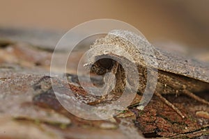 Closeup on a red-line Quaker owlet moth, Agrochola lota sitting on wood