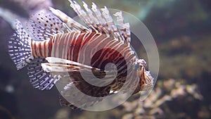 Closeup of a red lionfish swimming under water, popular tropical fish specie from the indo pacific ocean