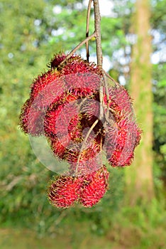 Closeup of red lychees growing in the wild in Hawaii