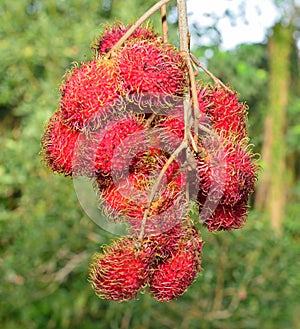 Closeup of red lychees growing in the wild in Hawaii