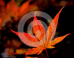 Closeup of a red maple leaf backlit by the sun