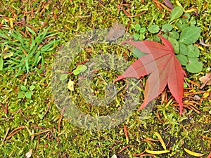 Closeup of red maple leaf on forest floor.