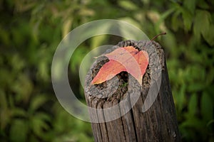 Red maple leaf on a wooden fence in a public garden