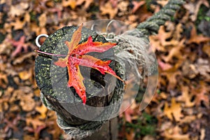 red maple leaf on a wooden fence in a public garden