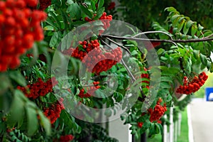 Closeup of red Mountain Ash berries clusters on the green branches, rowan trees by the road in summer autumn garden photo