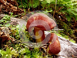 Closeup of red mushrooms
