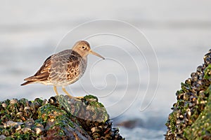 Closeup of red-necked stints on a rock with shells against a blurry ocean background