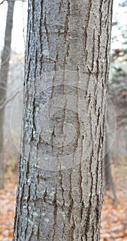 Closeup of Red Oak Bark