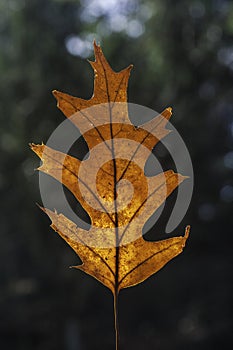 Closeup of a red oak leaf with bokeh