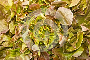Closeup red oak leaf lettuce