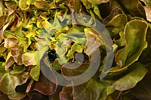 Closeup red oak leaf lettuce