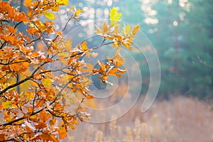 Red oak tree branch in forest