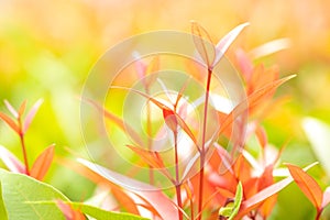 Closeup red, orang and green leaf in the garden on blurred background