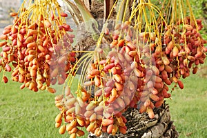 Closeup of red and orange dates clusters