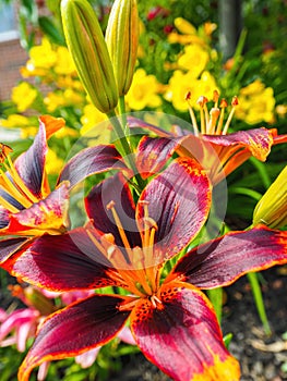 Red and orange day lilies