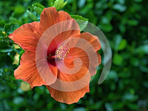 Closeup red orange hibiscus flower in garden with green blurred bcakground ,macro image ,sweet color photo
