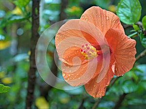 Closeup red orange hibiscus flower plants with water drops n garden and blurred background ,macro image ,sweet color
