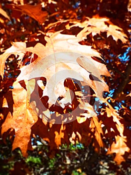 Closeup of red orange oak leaves hanging on tree in fall