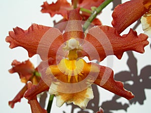 Closeup on a red orchid