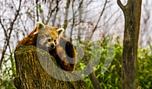Closeup of a red panda laying on a stumped tree top, Endangered animal specie from Asia photo