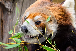 Red Panda or Lesser panda (Ailurus fulgens) gnawing bamboo leaves.