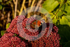 closeup of red peacock butterfly on red flower photo