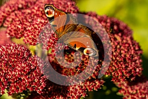 Closeup of red peacock butterfly on red flower photo