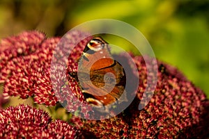 Closeup of red peacock butterfly on red flower photo