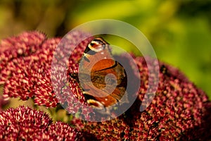 closeup of red peacock butterfly on red flower