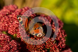 closeup of red peacock butterfly on red flower