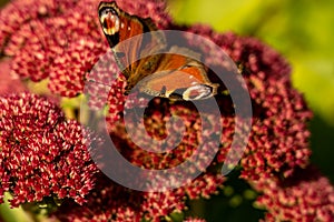 Closeup of red peacock butterfly on red flower