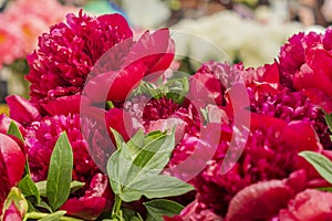 Closeup of red peony flowers