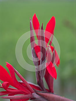 Closeup red petals of Edible canna indica flower plants in garden with green blurred background ,macro image ,sweet color for card