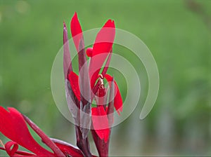 Closeup red petals of Edible canna indica flower plants in garden with green blurred background ,macro image ,sweet color for card