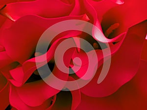 Closeup of red petals